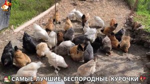 Цыплята и Курочки селяночки лучшие беспородные несушки 🥚 (324)