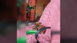 Пти брабансон. Шоколадно соболиного окраса🧡🤎выпускники нашего питомника💝💝💝