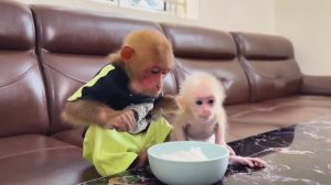 Обезьянки МАЛЕХА и БУКАШКА кроха одни дома Нашли рис Едят вилкой Довольны Смешилка