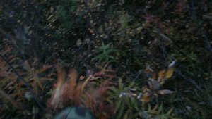 В тундре 10.09.2025 107