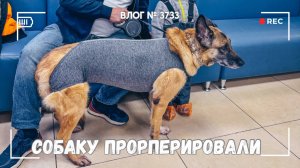 Рексе удалили опухоль | Поздравила маму с днем рождения -  ВЛОГ №3733 - 24.09.25