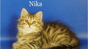 Сибирские котята девочка Nika Crown of Siberia, 2 месяца, черный пятнистый окрас_