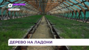 Около девятисот сеянцев в теплицах Уссурийского округа готовы к высадке