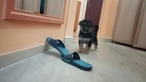 Элвис заходит домой