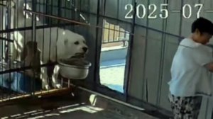 Пищевая агрессия алабая 🤨