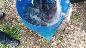 Привоз форели 23.09.25