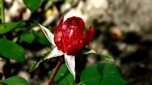 25=09=2025 ВИШНЯКИ. 6 МИН. 49 СЕК. 1920= 1080