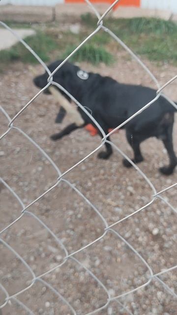 зоогостиница У Неллис. Пик бАкс и моя Нора