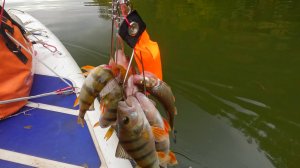 SUP рыбалка и каталка на перекате Осетра 20092025