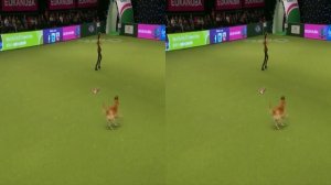 Отличная дрессировка собаки. Показательные выступления. 3d VR видео