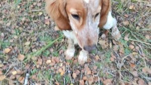 Первый вальдшнеп. Тренируем подачу.mp4