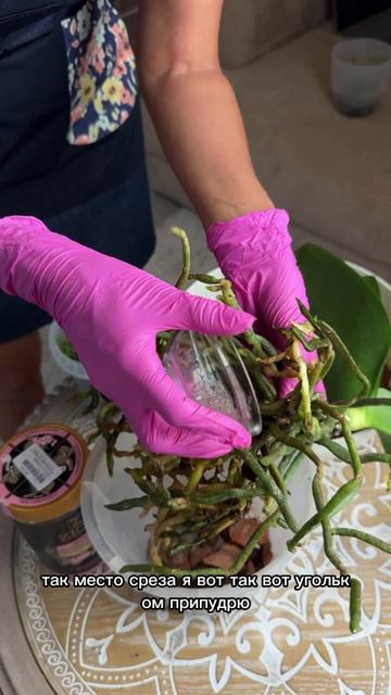 Омоложение орхидеи: второе дыхание для экзотической красавицы