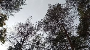 1000005567.mp4 Самолёт