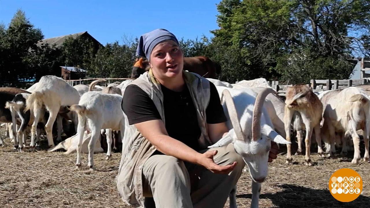 Своя ферма? Почему бы и нет! Доброе утро. Фрагмент выпуска от 25.09.2025