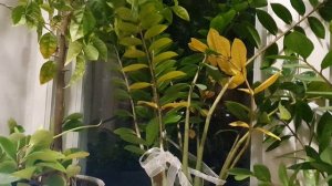 Я пока ещё жив...