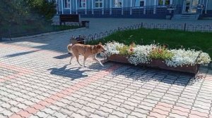 Бездомные собаки возле администрации Ачинска