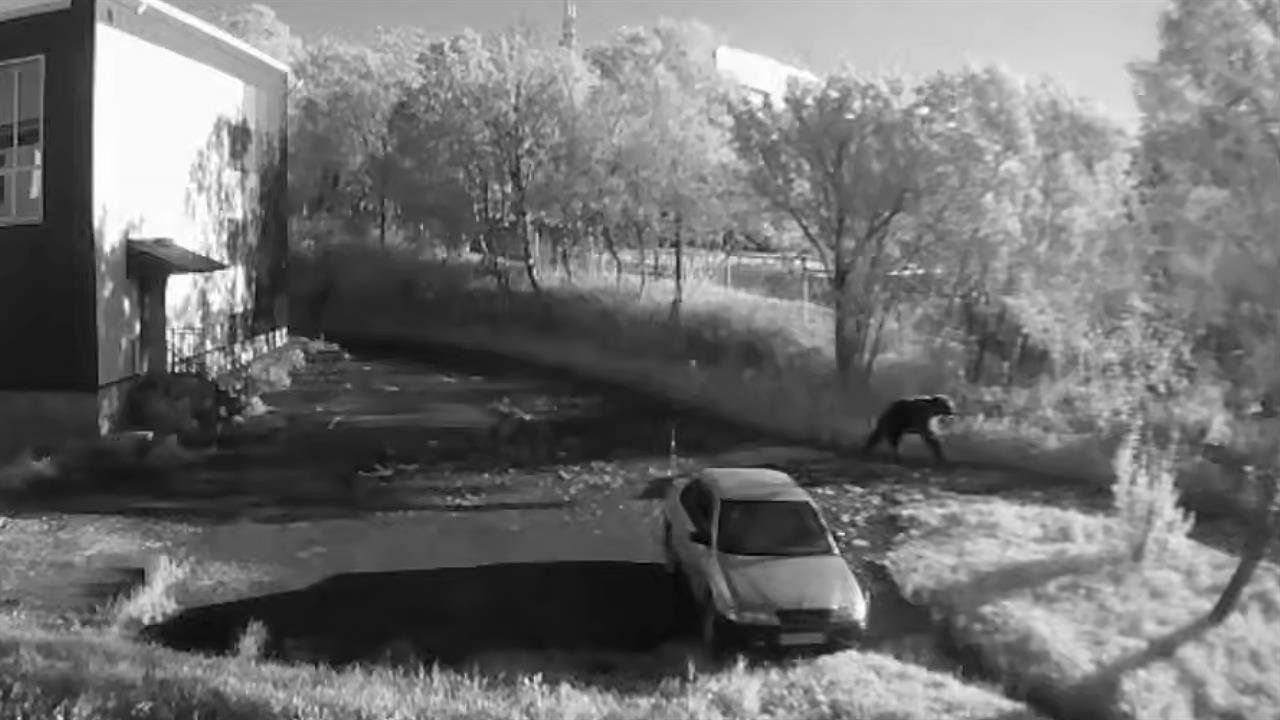 На Камчатке медведь устроил охоту на людей, погибла пожилая женщина