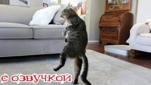 Приколы с котами! С ОЗВУЧКОЙ Смешные коты! Самые смешные животные! ПОПРОБУЙ НЕ ЗАСМЕЯТЬСЯ