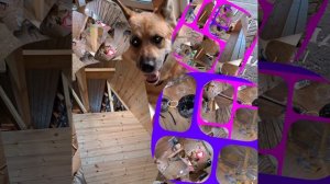 1000035454.mp4 (Собака смотрит на монтаж электропроводки в доме А-фрейм)