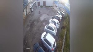 Мужчине повезло, пострадал только автомобиль.Этот же хищник напал на женщину, она в реанимации.