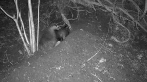 Барсуки видео фото ловушки