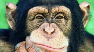 Китай. Город Циндао. Когда обезьяне нечем заняться... :)