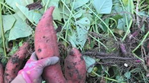 Сорт батата Караголд. Урожайный, отличный