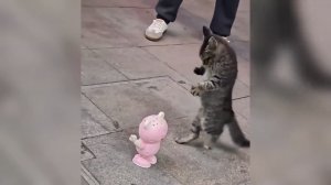 Смешные кошки и собаки