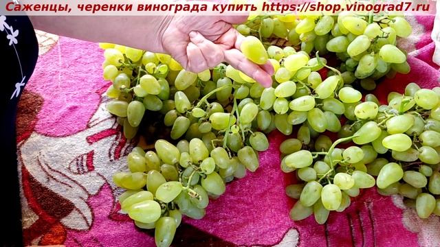 Виноград 05.08.25 г.- БАЖЕНА, удивительный освежающий вкус  молодых зеленых яблок, сладких, душистых смотреть онлайн