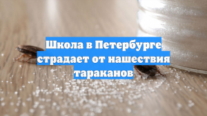 Школа в Петербурге страдает от нашествия тараканов