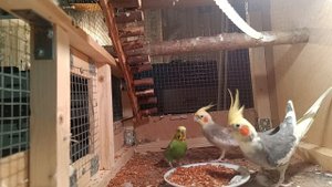 Попугай корелла Яша с корешами