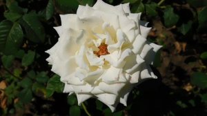 22==09==2025  ПВН  КМР   (141)