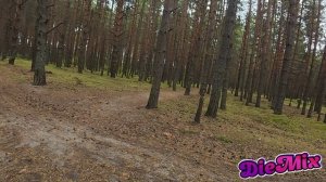 Умиротворяющая поездка через осенний лес, возвращаемся с Владимирской области в Московскую ~145км