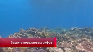 🪸Как восстанавливают коралловые рифы в Южно-Китайском море