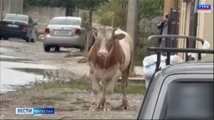 Разъярённый бык устроил бойню в Махачкале - пострадала местная жительница