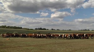 Коровы класса элита-рекорд и овцы ценной породы: как выращивают скот в Самарской области