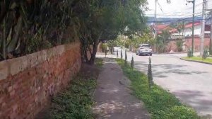 Кактусы на улицах Тегусигальпы