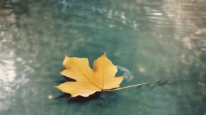 06+Новая Арка