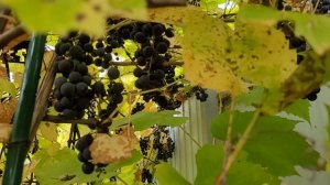 Конец сентября на даче