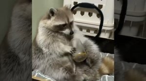 ЕНОТ кушает лапками зелёный горошек