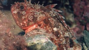 Чем опасны некоторые рыбы из отряда Скорпенообразные — Scorpaeniformes ?