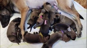 Фрай Винд Ф-помет, щенки малинуа, возраст 10 дней