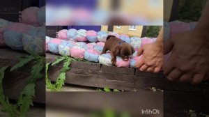 Чоко пай. Выпускник нашего питомника 🤎🤎🤎