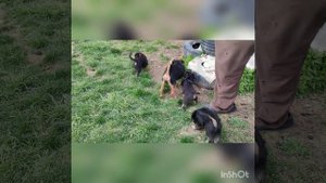 Наш Локки и его детки🖤🧡🖤