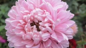 Ощутимо похолодало в Подмосковье, а цветы держатся и радуют. 🌸🌺🌹🤓