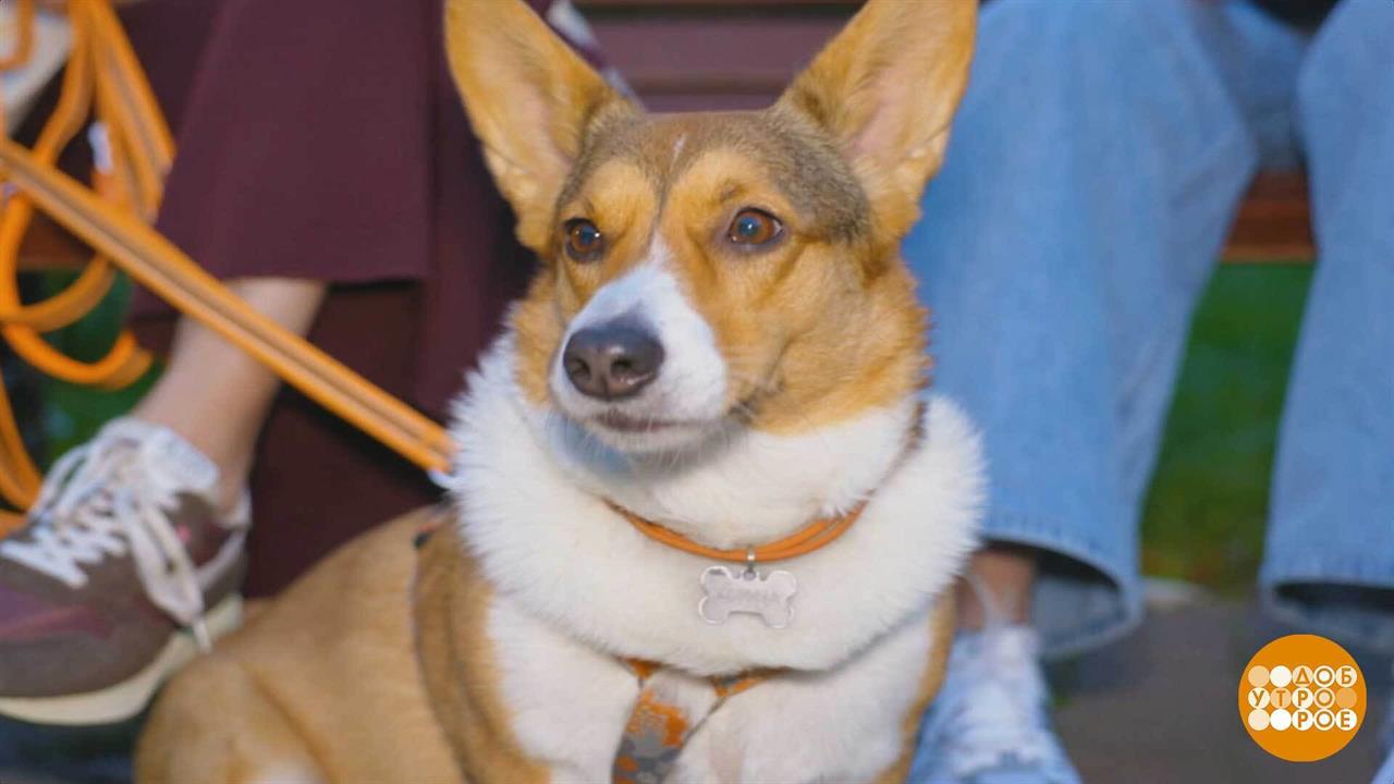 Заселяемся в гостиницу с собакой. Доброе утро. Фрагмент выпуска от 26.09.2025