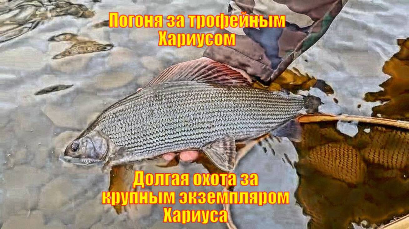 Погоня за трофейным Хариусом. Долгая охота за крупным экземпляром Хариуса.