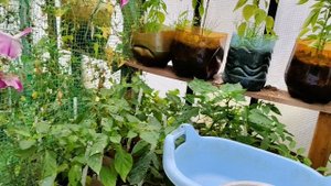 моя типличка.