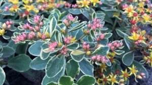 Очиток Вариенгата Камчатский