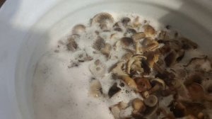 Маринованные 🍄🍄 опята. Повидалась с подругой